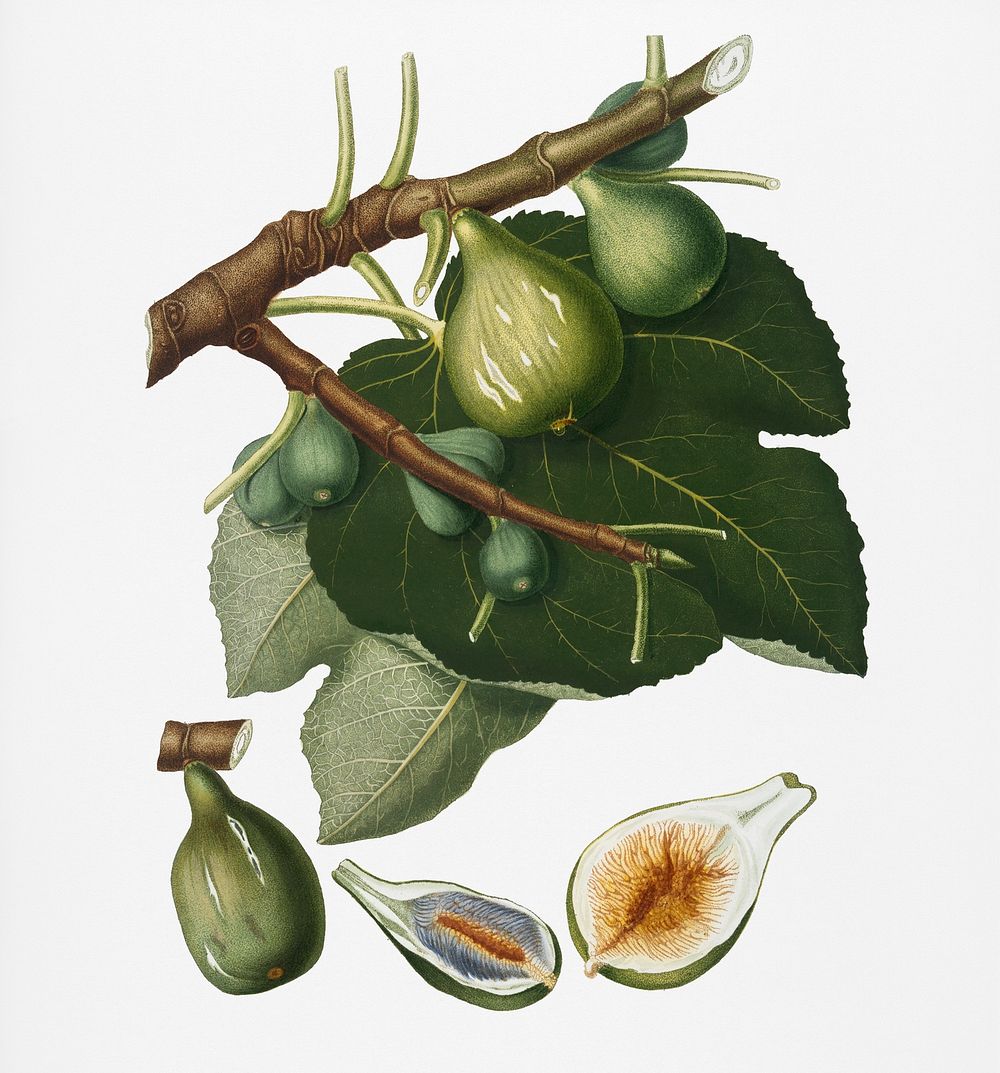 Fig (Ficus Carica sativa) from Pomona Italiana (1817 - 1839) by Giorgio Gallesio (1772-1839). Original from New York public…