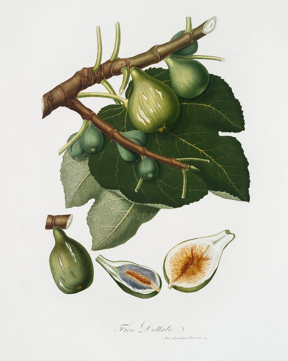 Fig (Ficus Carica sativa) from Pomona Italiana (1817 - 1839) by Giorgio Gallesio (1772-1839). Original from The New York…