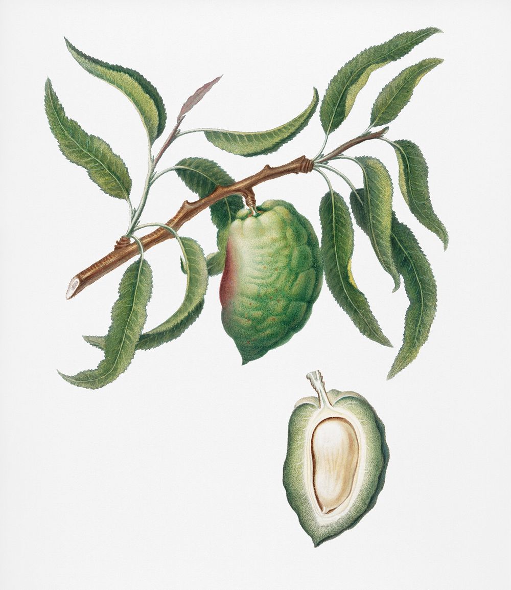 Almond (Communis naxea) from Pomona Italiana (1817 - 1839) by Giorgio Gallesio (1772-1839). Original from New York public…