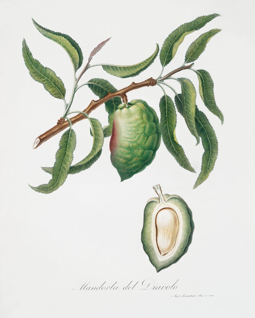 Almond (Communis naxea) from Pomona Italiana (1817 - 1839) by Giorgio Gallesio (1772-1839). Original from The New York…