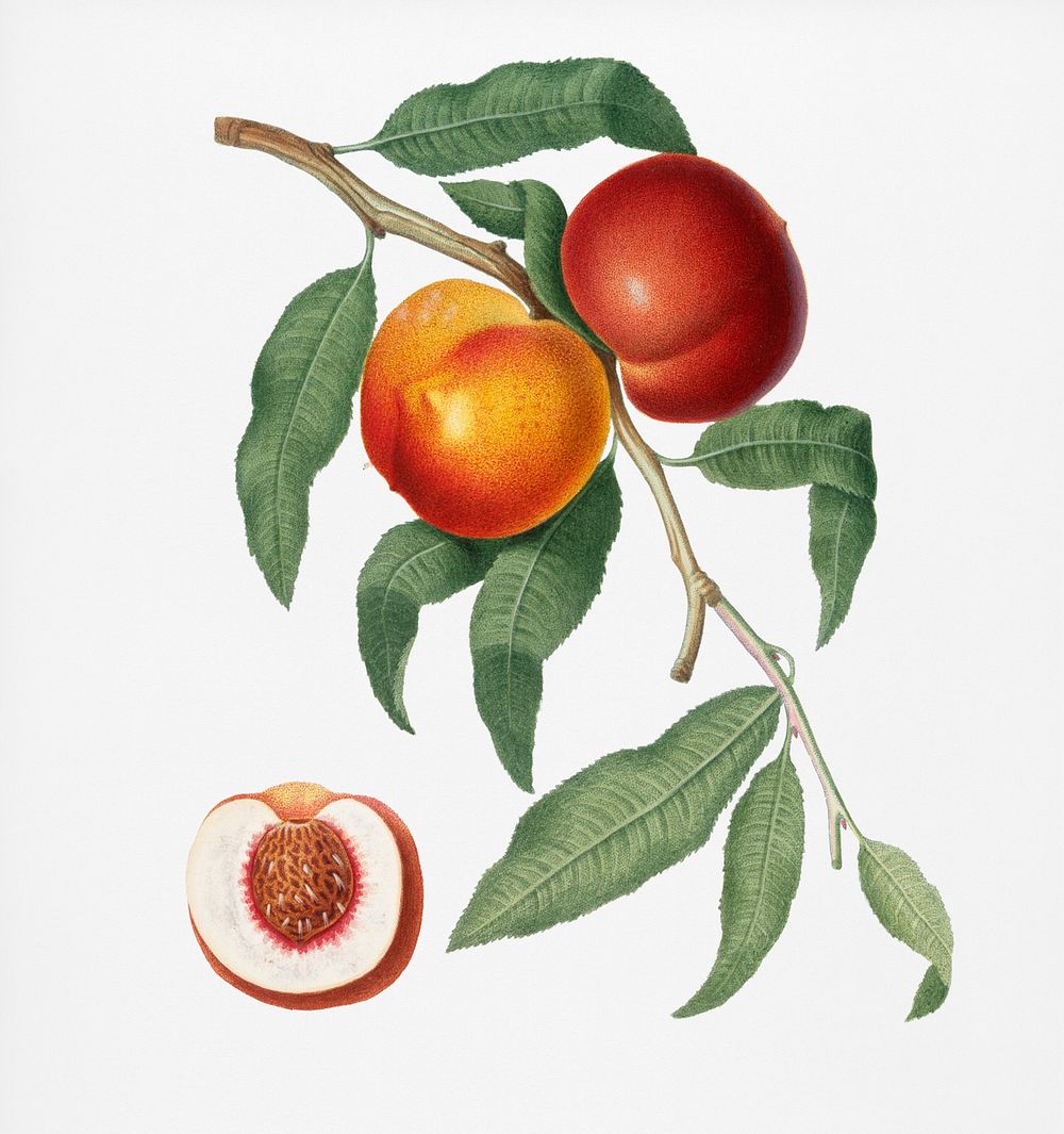 Walnut (Persica violacea) from Pomona Italiana (1817 - 1839) by Giorgio Gallesio (1772-1839). Original from New York public…