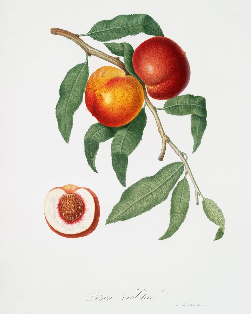 Walnut (Persica violacea) from Pomona Italiana (1817 - 1839) by Giorgio Gallesio (1772-1839). Original from The New York…