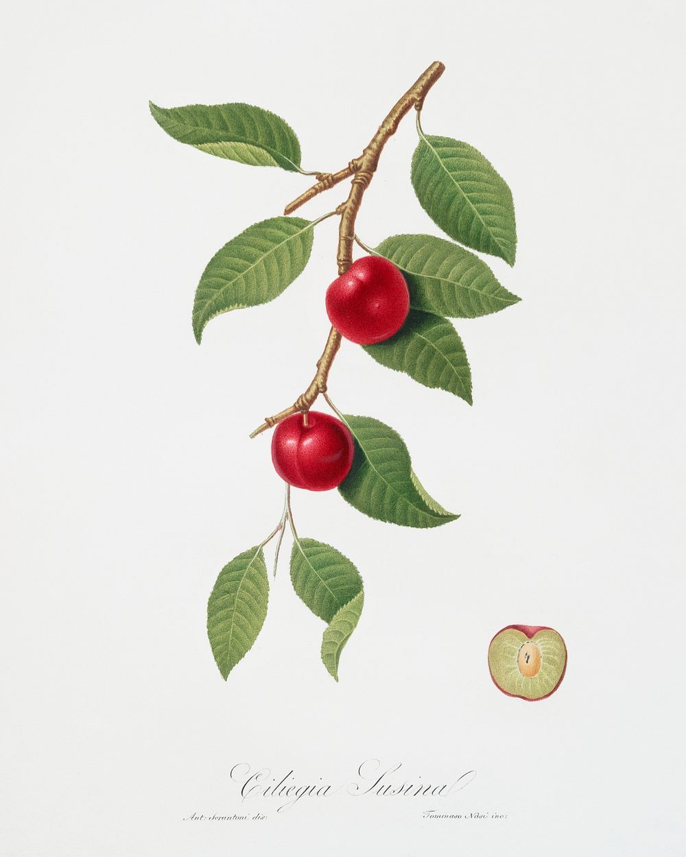 Cherry Plum (Myrobalan plum) from Pomona Italiana (1817 - 1839) by Giorgio Gallesio (1772-1839). Original from The New York…