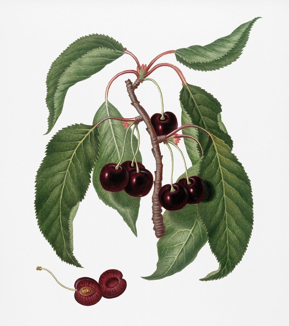 Hard-fleshed Cherry (Cerasus Duracina) from Pomona Italiana (1817 - 1839) by Giorgio Gallesio (1772-1839). Original from New…
