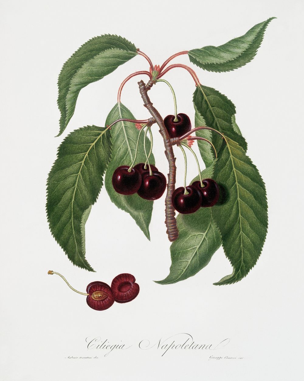 Hard-fleshed Cherry (Cerasus Duracina) from Pomona Italiana (1817 - 1839) by Giorgio Gallesio (1772-1839). Original from The…