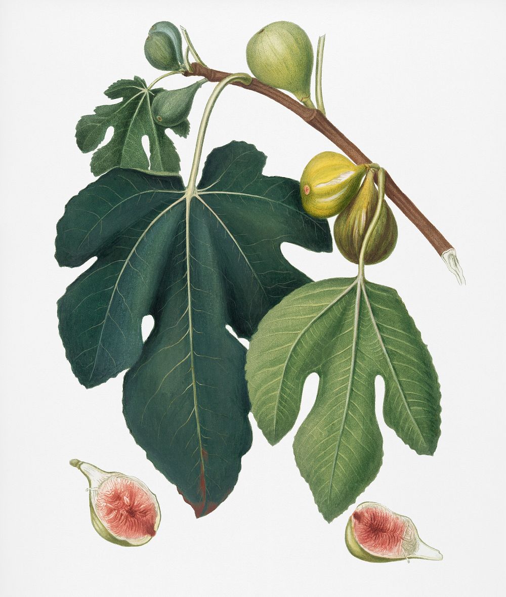 Fig (Ficus carica sativa) from Pomona Italiana (1817 - 1839) by Giorgio Gallesio (1772-1839). Original from New York public…