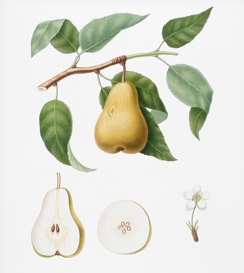 Pear (Pyrus Laurina) from Pomona Italiana (1817 - 1839) by Giorgio Gallesio (1772-1839). Original from New York public…