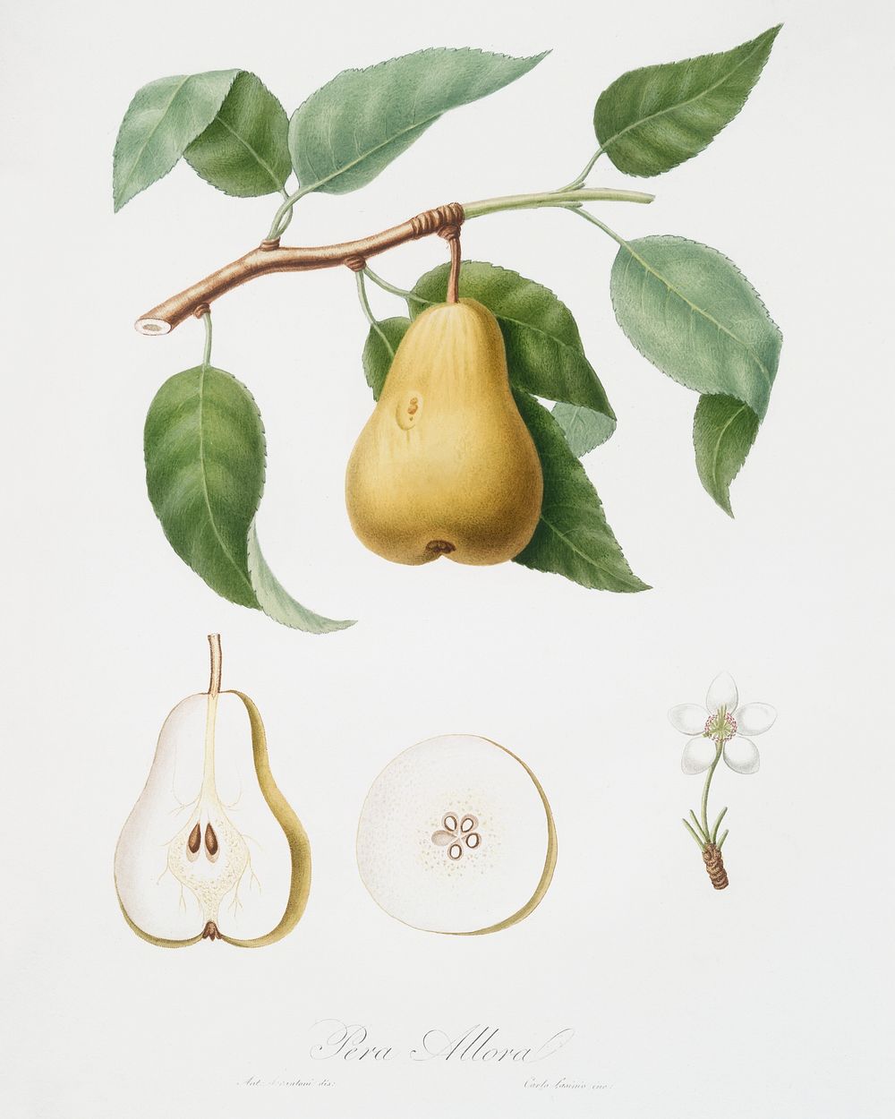 Pear (Pyrus Laurina) from Pomona Italiana (1817 - 1839) by Giorgio Gallesio (1772-1839). Original from The New York Public…