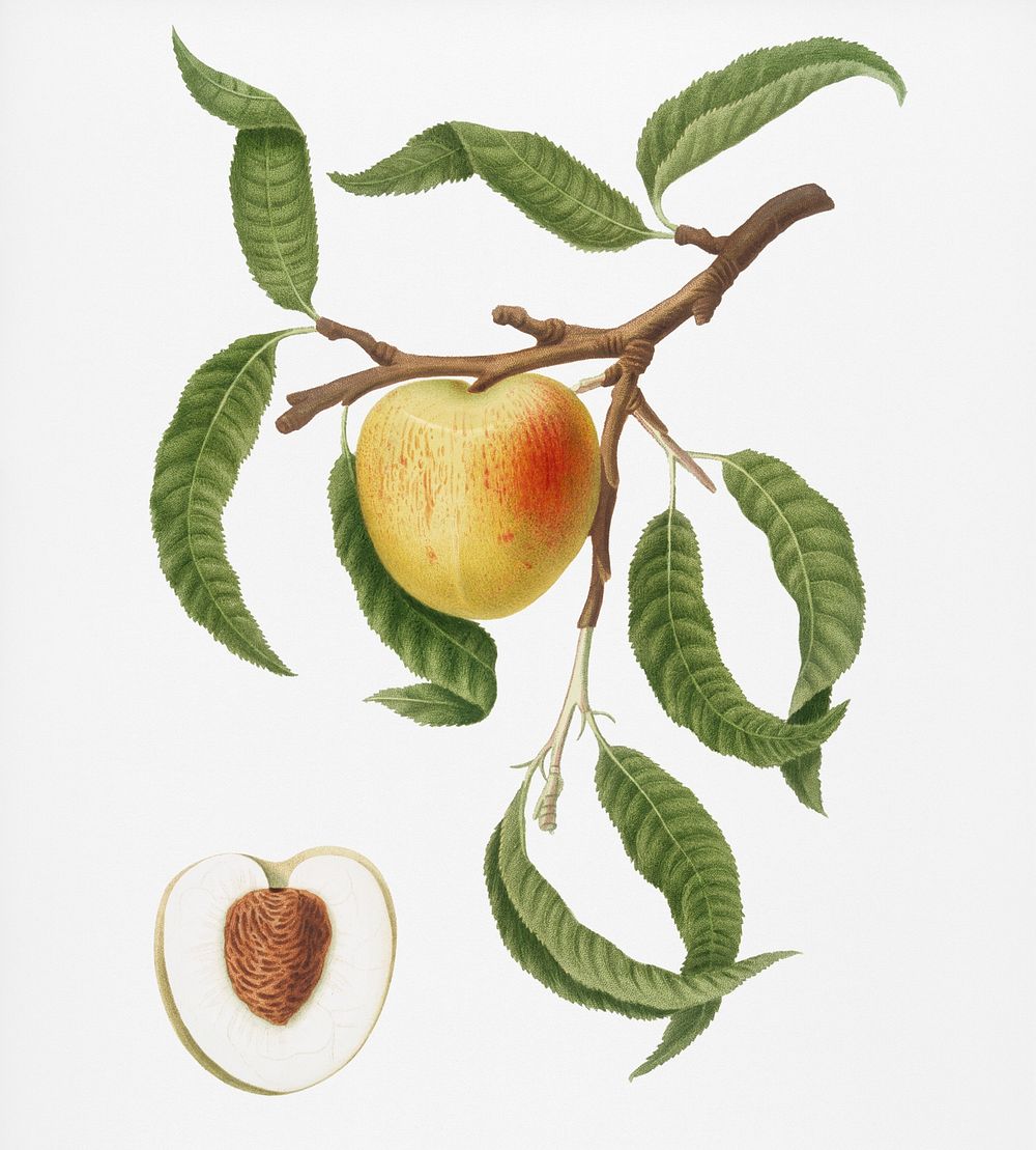 Peach (Persica mali-formis) from Pomona Italiana (1817 - 1839) by Giorgio Gallesio (1772-1839). Original from New York…