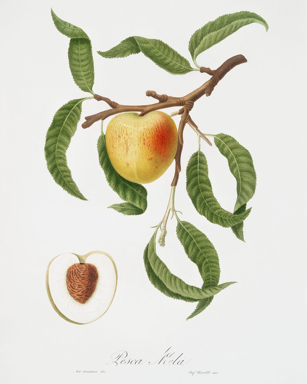 Peach (Persica mali-formis) from Pomona Italiana (1817 - 1839) by Giorgio Gallesio (1772-1839). Original from The New York…