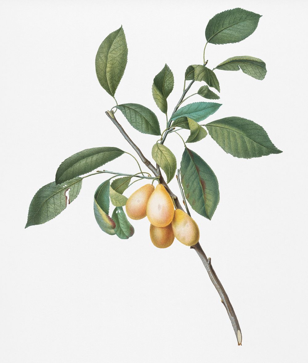 Plum (Prunus Damascena) from Pomona Italiana (1817 - 1839) by Giorgio Gallesio (1772-1839). Original from New York public…