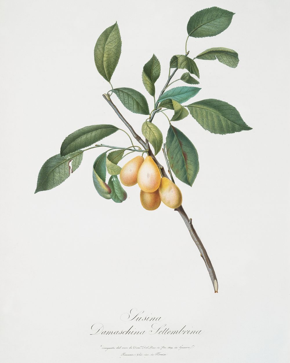 Plum (Prunus Damascena) from Pomona Italiana (1817 - 1839) by Giorgio Gallesio (1772-1839). Original from The New York…