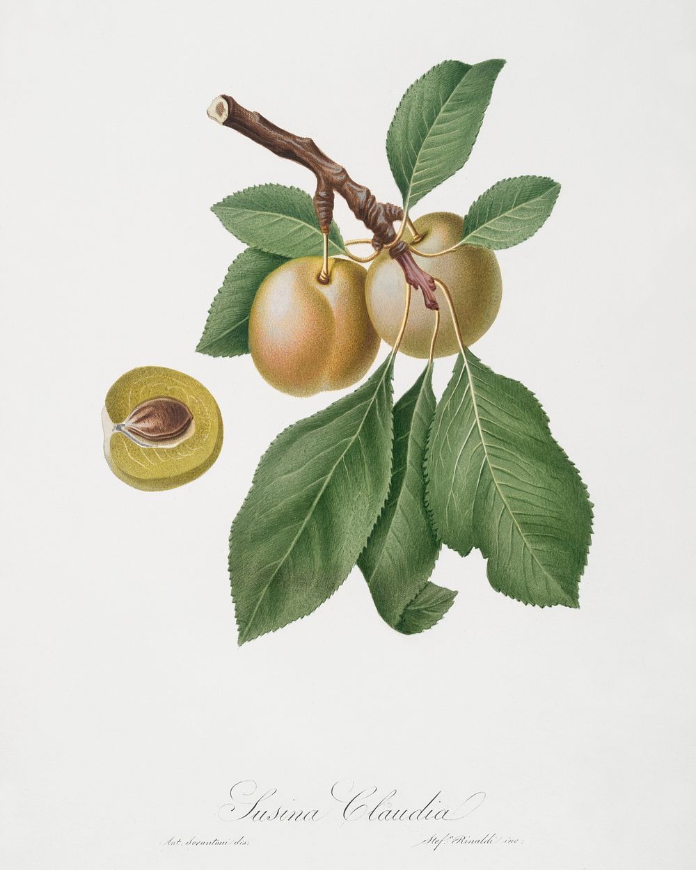 Prune (Prunus Claudia) from Pomona Italiana (1817 - 1839) by Giorgio Gallesio (1772-1839). Original from The New York Public…