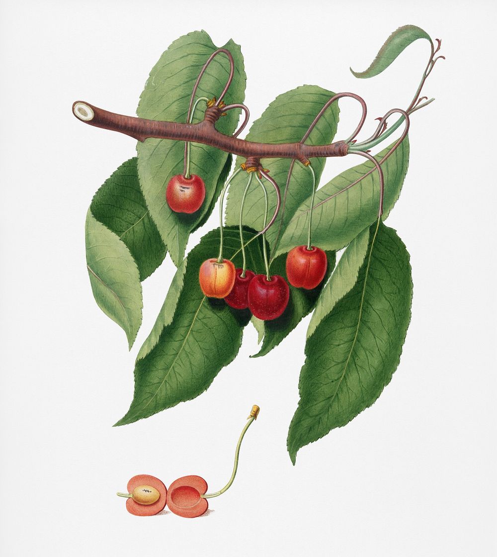 Cherry (Cerasus cordiformis duracina) from Pomona Italiana (1817 - 1839) by Giorgio Gallesio (1772-1839). Original from New…