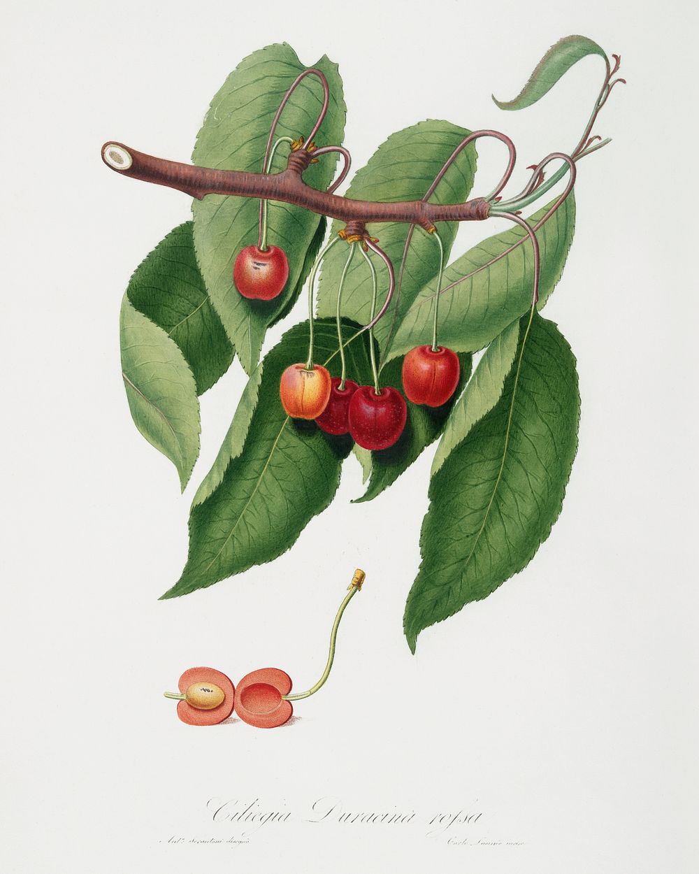 Cherry (Cerasus cordiformis duracina) from Pomona Italiana (1817 - 1839) by Giorgio Gallesio (1772-1839). Original from The…