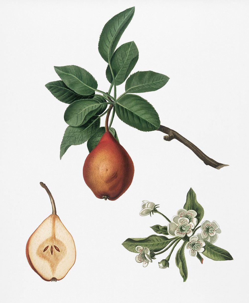 Pear (Pyrus Pedemontana) from Pomona Italiana (1817 - 1839) by Giorgio Gallesio (1772-1839). Original from New York public…