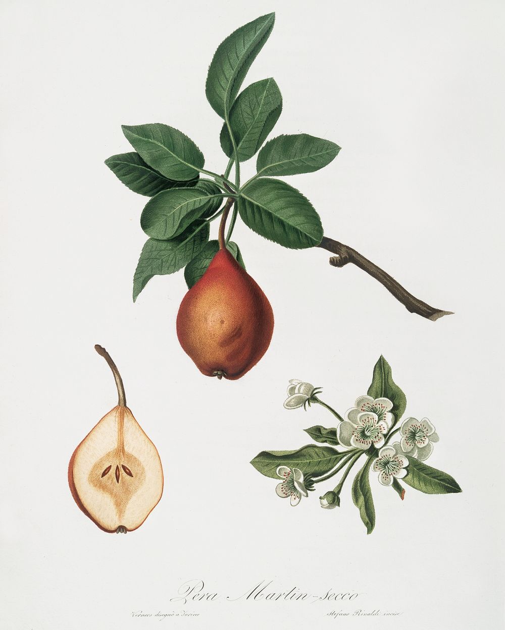 Pear (Pyrus Pedemontana) from Pomona Italiana (1817 - 1839) by Giorgio Gallesio (1772-1839). Original from The New York…