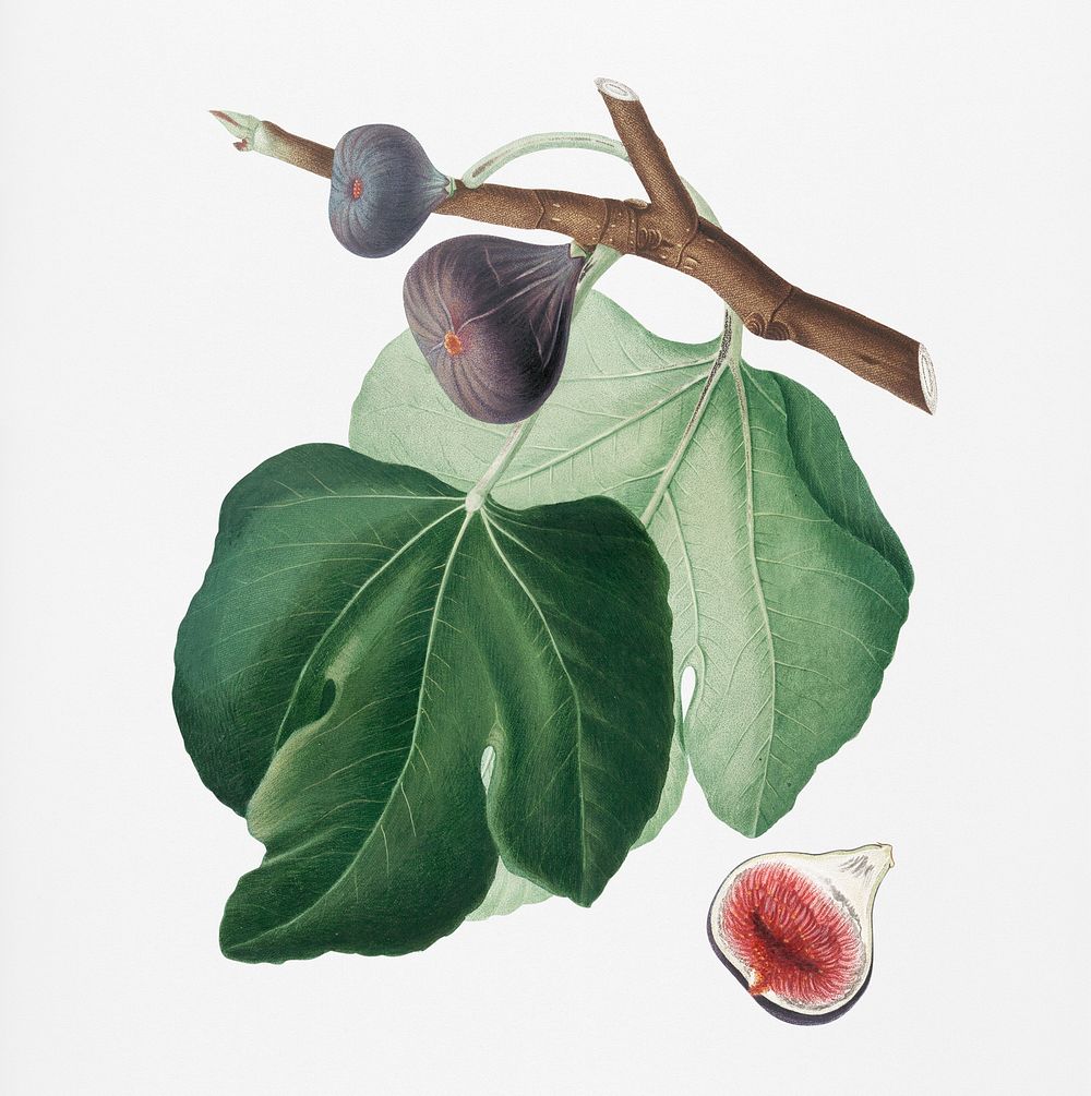 Black Fig (Ficus carica) from Pomona Italiana (1817 - 1839) by Giorgio Gallesio (1772-1839). Original from New York public…