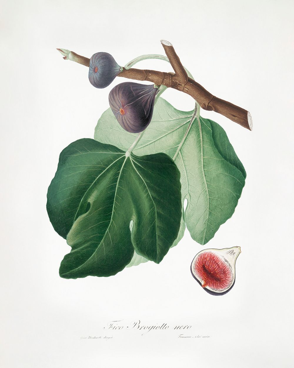 Black Fig (Ficus carica) from Pomona Italiana (1817 - 1839) by Giorgio Gallesio (1772-1839). Original from The New York…