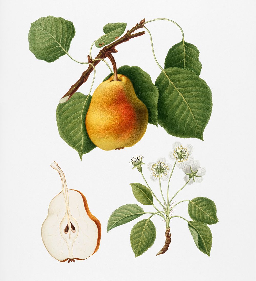 Pear (Pyrus Pompeiana) from Pomona Italiana (1817 - 1839) by Giorgio Gallesio (1772-1839). Original from New York public…