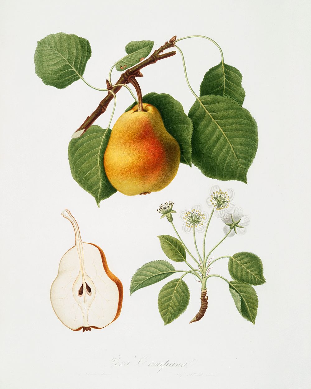 Pear (Pyrus Pompeiana) from Pomona Italiana (1817 - 1839) by Giorgio Gallesio (1772-1839). Original from The New York Public…