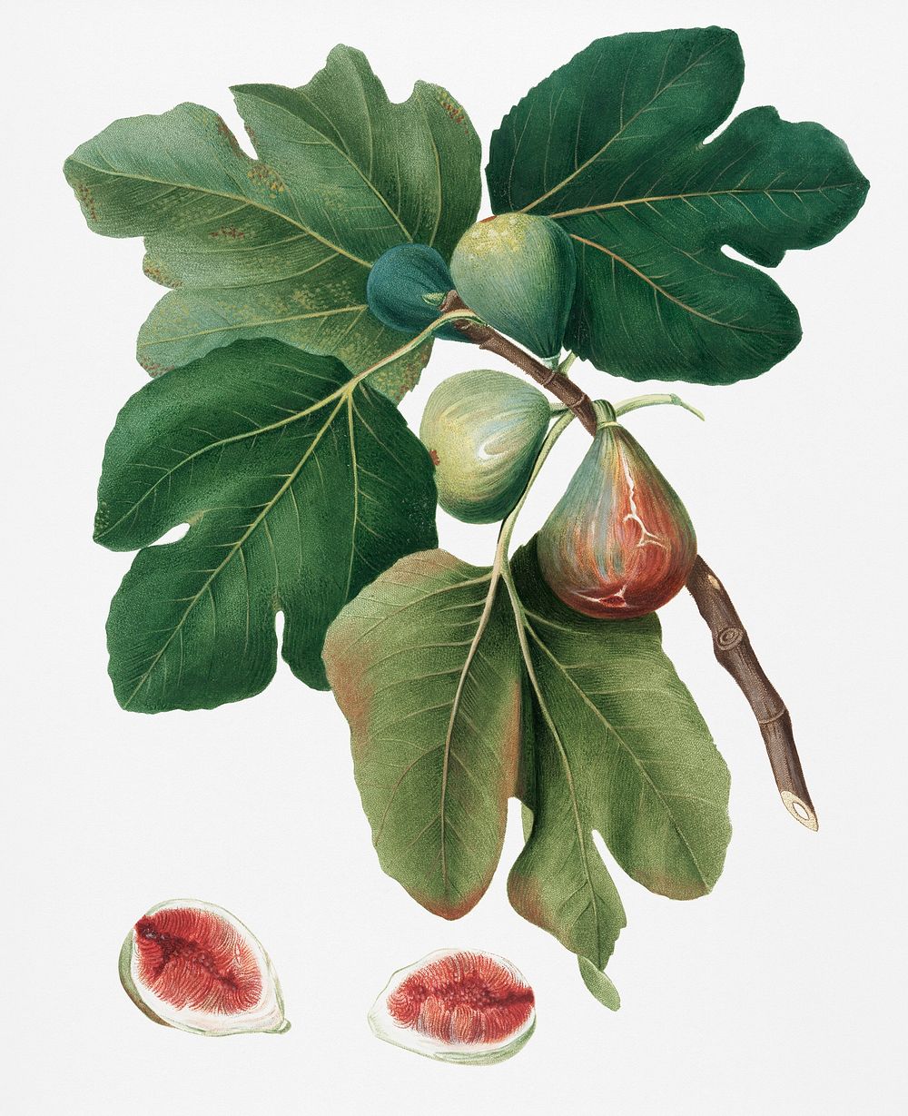 Common Fig (Ficus carica sativa) from Pomona Italiana (1817 - 1839) by Giorgio Gallesio (1772-1839). Original from New York…