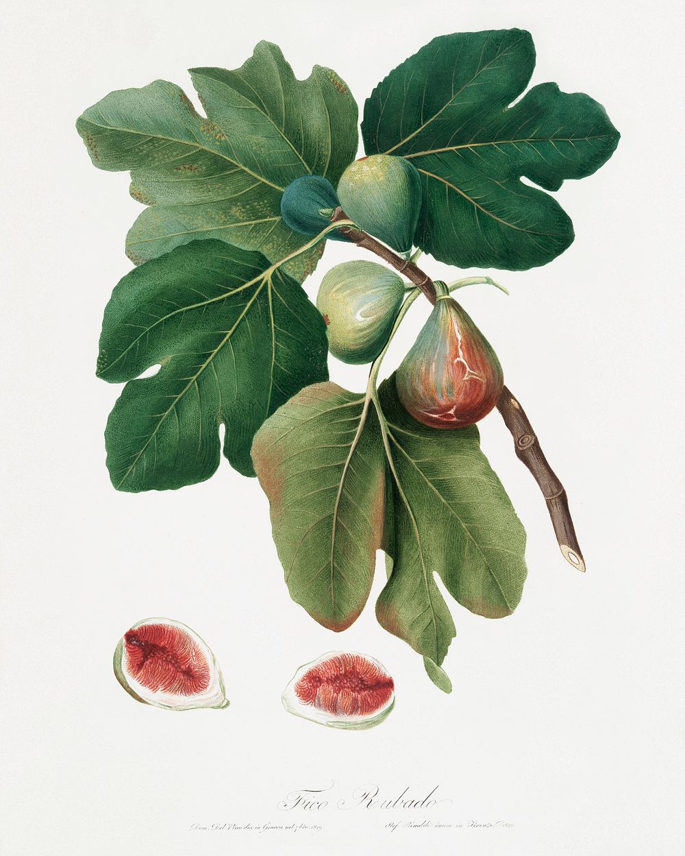 Common Fig (Ficus carica sativa) from Pomona Italiana (1817 - 1839) by Giorgio Gallesio (1772-1839). Original from The New…