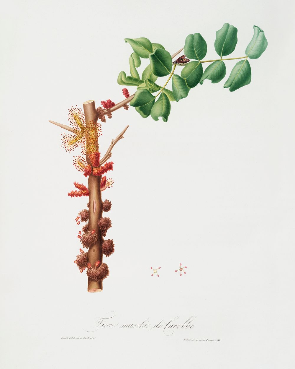 Carob flower (Ceratonia siliqua) from Pomona Italiana (1817 - 1839) by Giorgio Gallesio (1772-1839). Original from The New…
