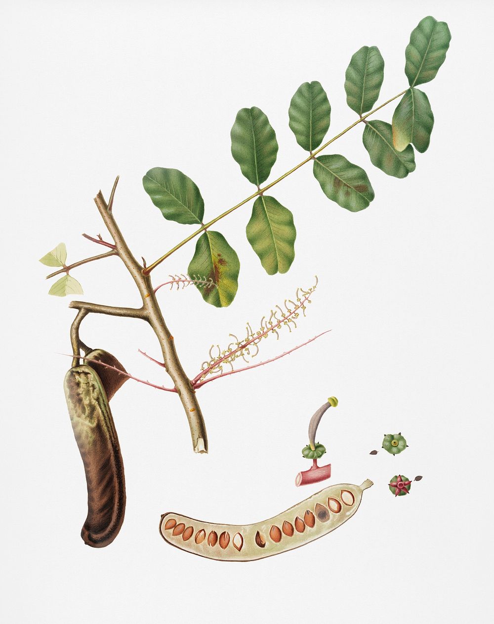 Carob (Ceratonia) from Pomona Italiana (1817 - 1839) by Giorgio Gallesio (1772-1839). Original from New York public library.…