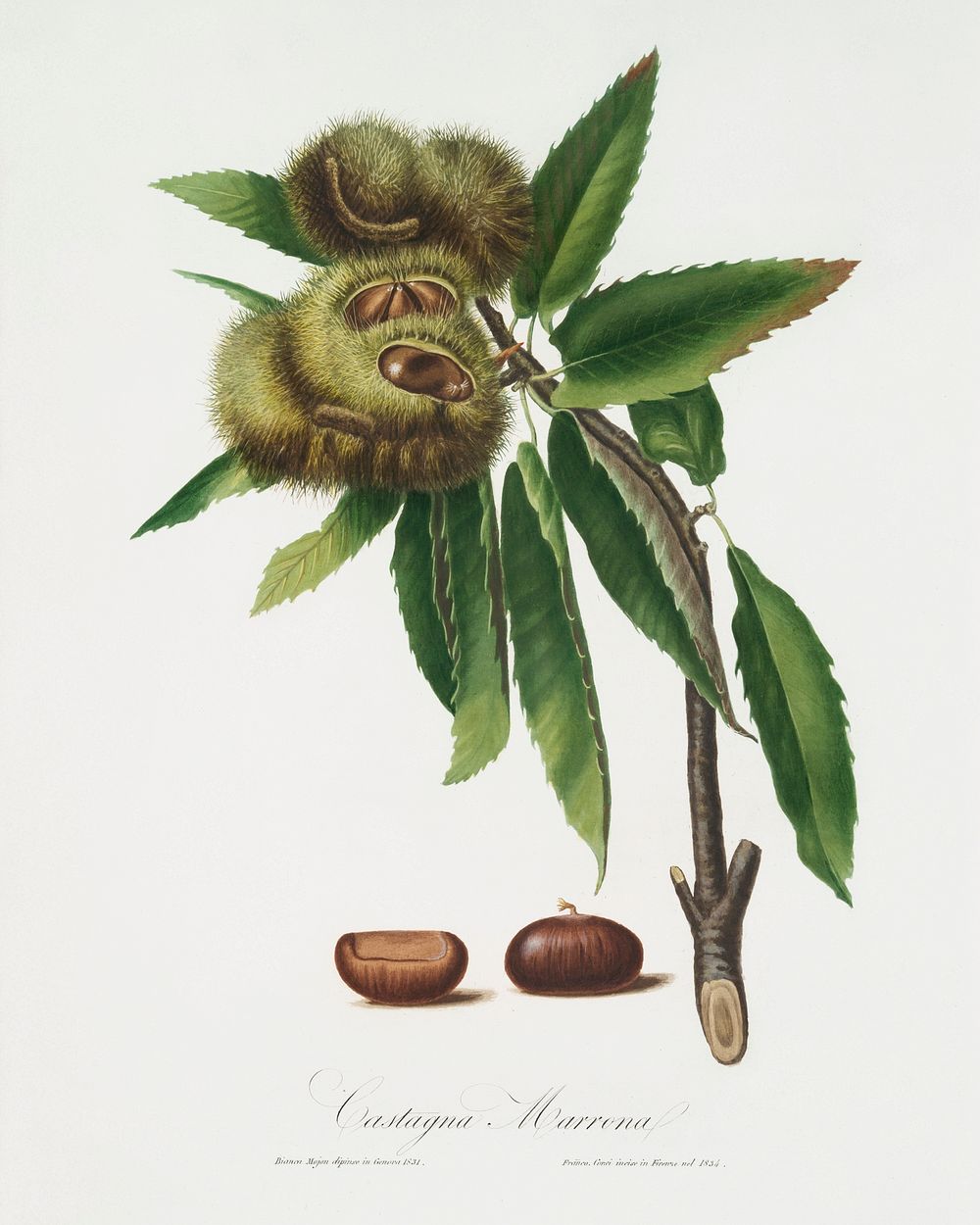 Spanish Chestnut (Castanea sativa) from Pomona Italiana (1817 - 1839) by Giorgio Gallesio (1772-1839). Original from The New…