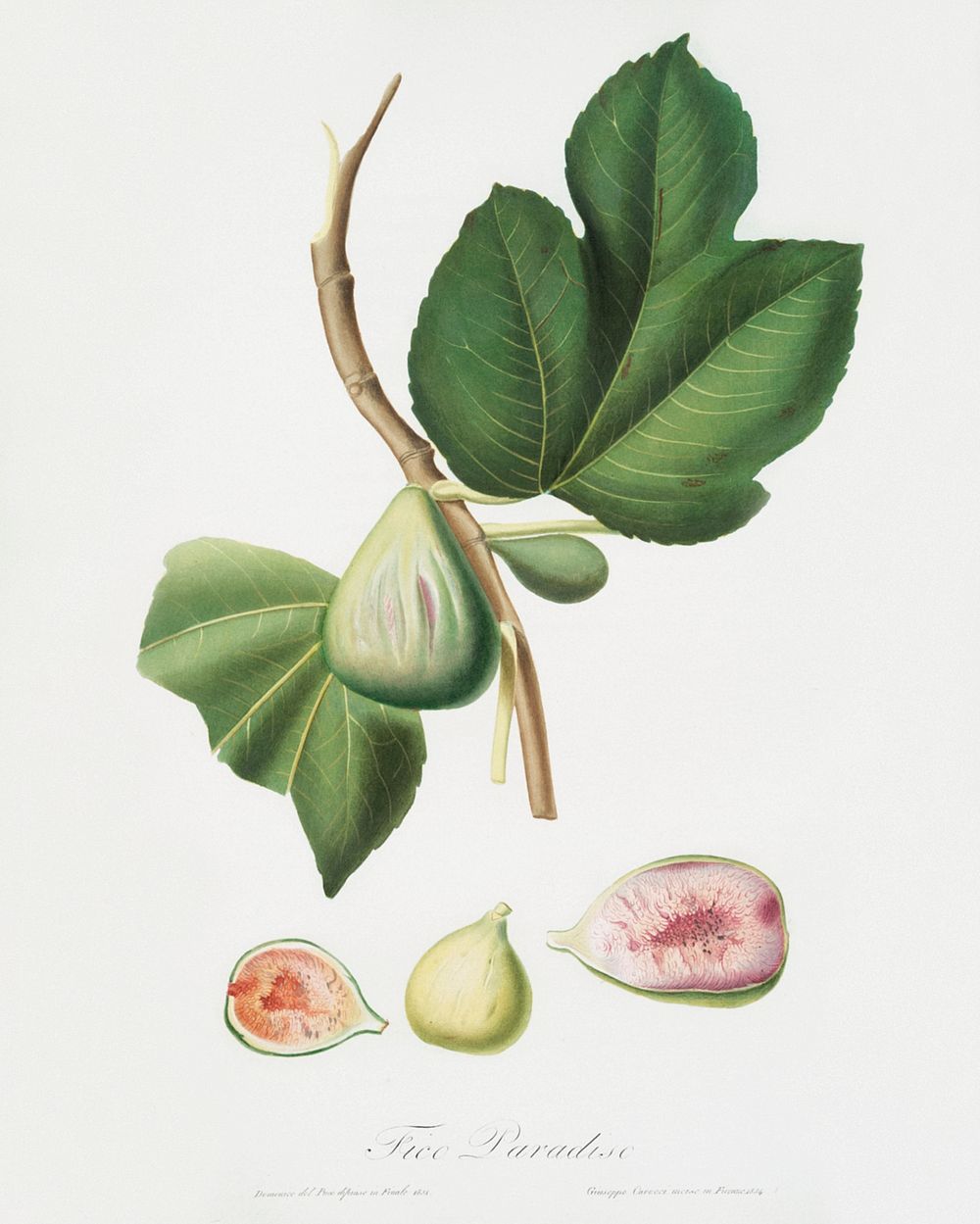 Fig (Ficus carica bifera) from Pomona Italiana (1817 - 1839) by Giorgio Gallesio (1772-1839). Original from The New York…