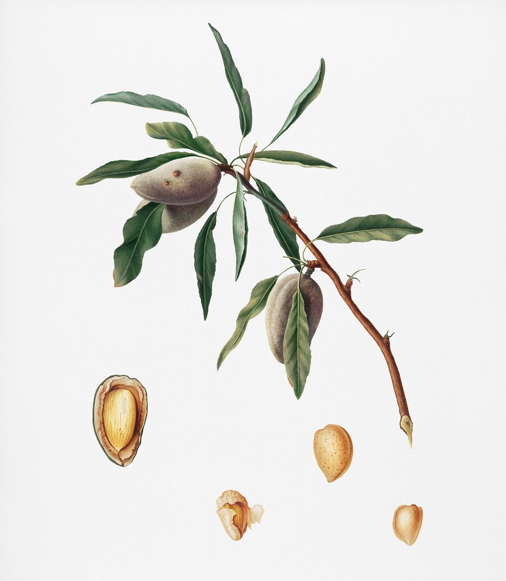 Almond (Guscio tenero) from Pomona Italiana (1817 - 1839) by Giorgio Gallesio (1772-1839). Original from New York public…