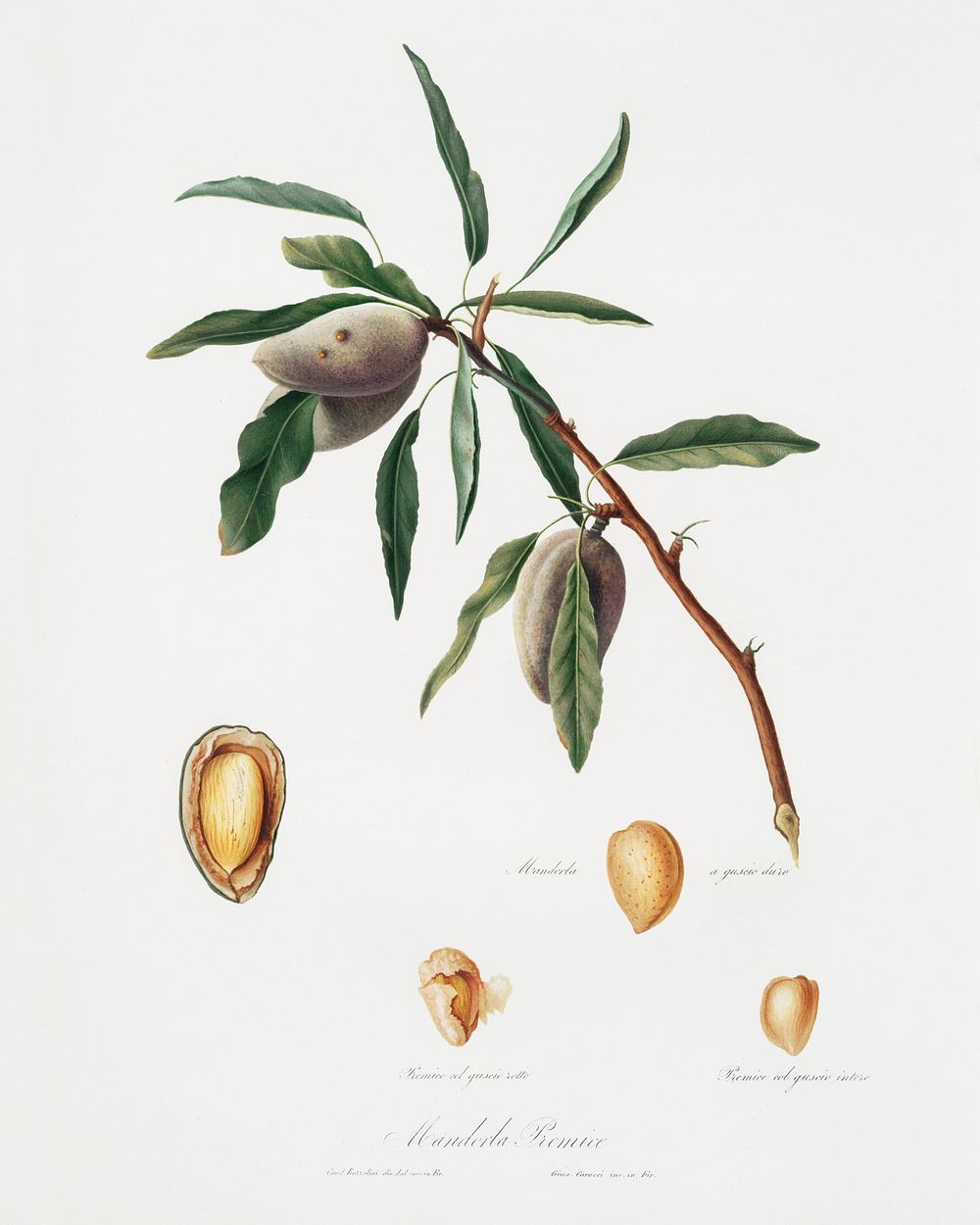 Almond (Guscio tenero) from Pomona Italiana (1817 - 1839) by Giorgio Gallesio (1772-1839). Original from The New York Public…