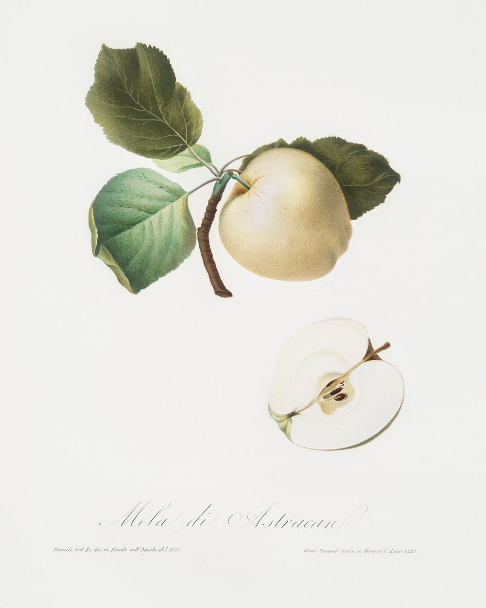 Astracan Apple (Malus astracanensis) from Pomona Italiana (1817 - 1839) by Giorgio Gallesio (1772-1839). Original from The…