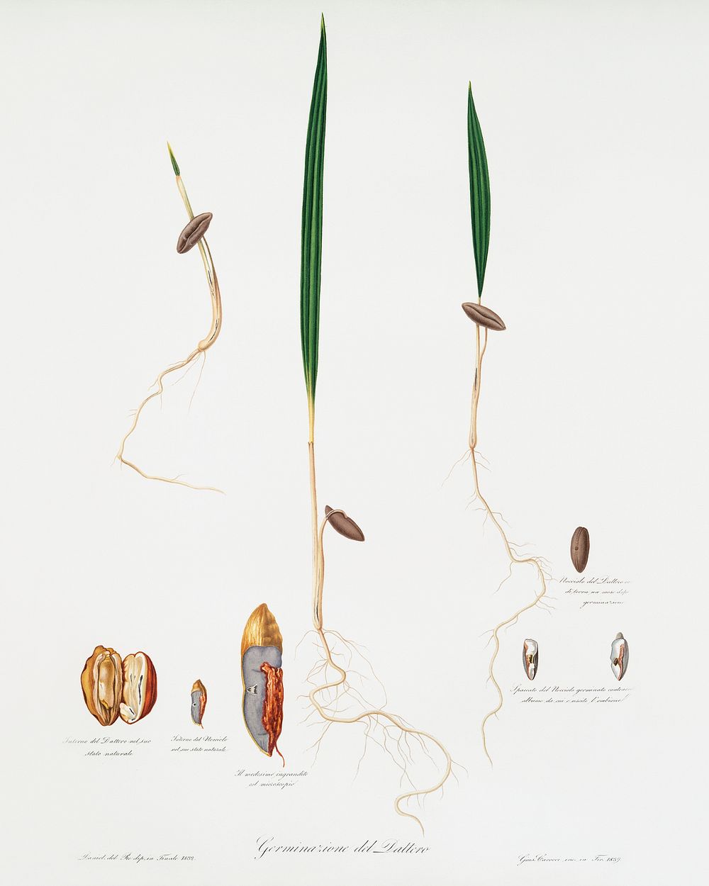 Date Palm (Phoenix dactylifera) from Pomona Italiana (1817 - 1839) by Giorgio Gallesio (1772-1839). Original from The New…