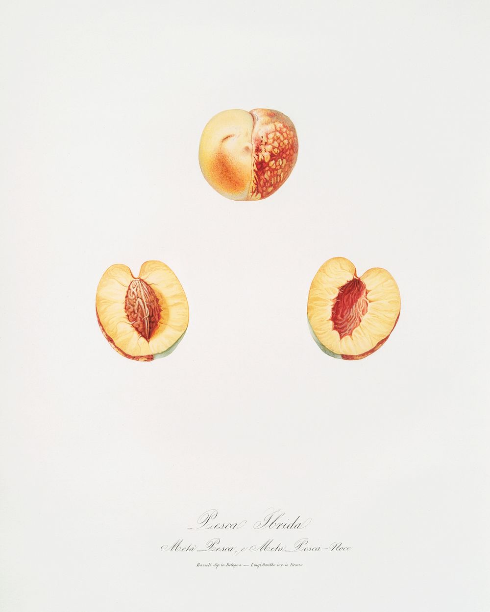 Nectarine (Malus persica hybrida) from Pomona Italiana (1817 - 1839) by Giorgio Gallesio (1772-1839). Original from The New…