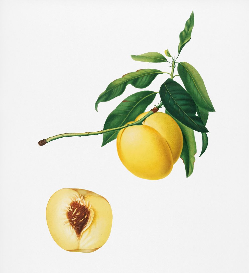 Yellow Apricot (Persica iulodermis) from Pomona Italiana (1817 - 1839) by Giorgio Gallesio (1772-1839). Original from New…