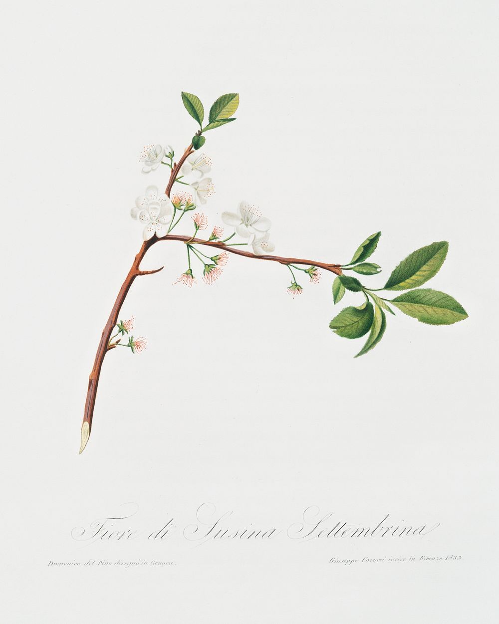 Flower of Plum (Fiore di Susina Settembrina) from Pomona Italiana (1817 - 1839) by Giorgio Gallesio (1772-1839). Original…
