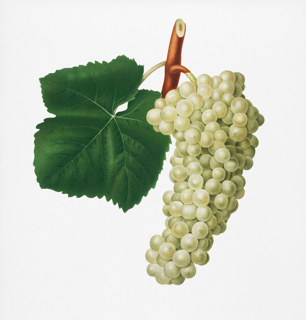 White Grape (Vitis vinifera genuensis) from Pomona Italiana (1817 - 1839) by Giorgio Gallesio (1772-1839). Original from New…