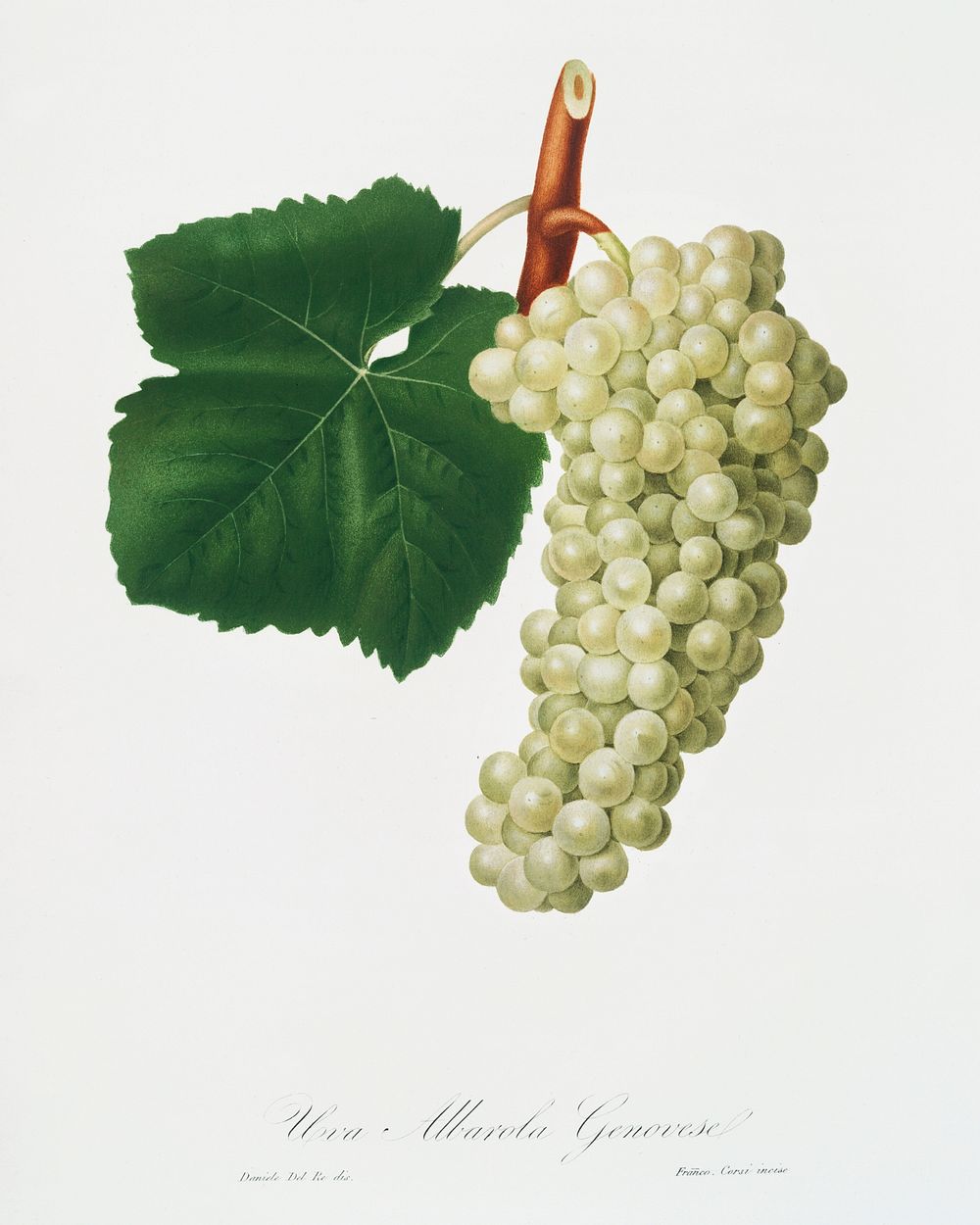 White Grape (Vitis vinifera genuensis) from Pomona Italiana (1817 - 1839) by Giorgio Gallesio (1772-1839). Original from The…