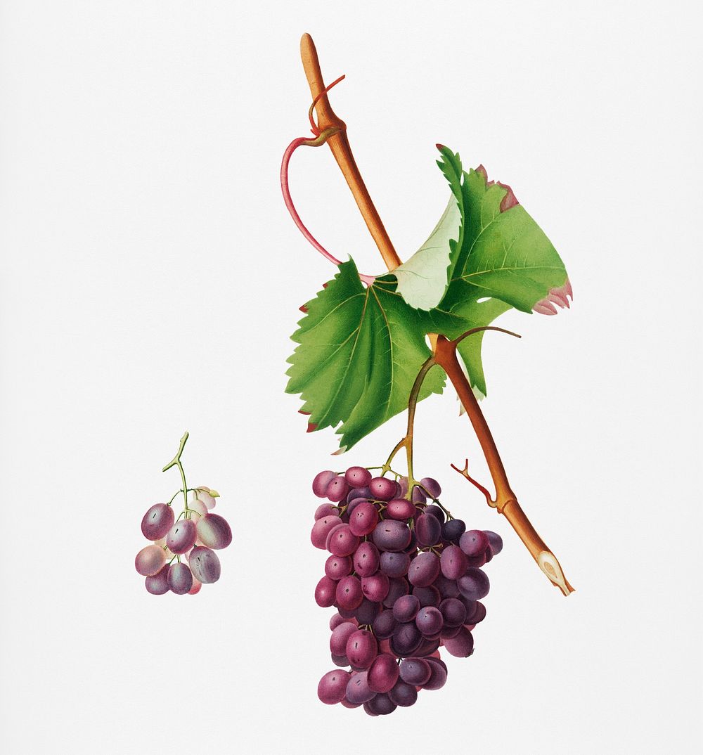 Grape Barbarossa (Vitis vinifera) from Pomona Italiana (1817 - 1839) by Giorgio Gallesio (1772-1839). Original from New York…