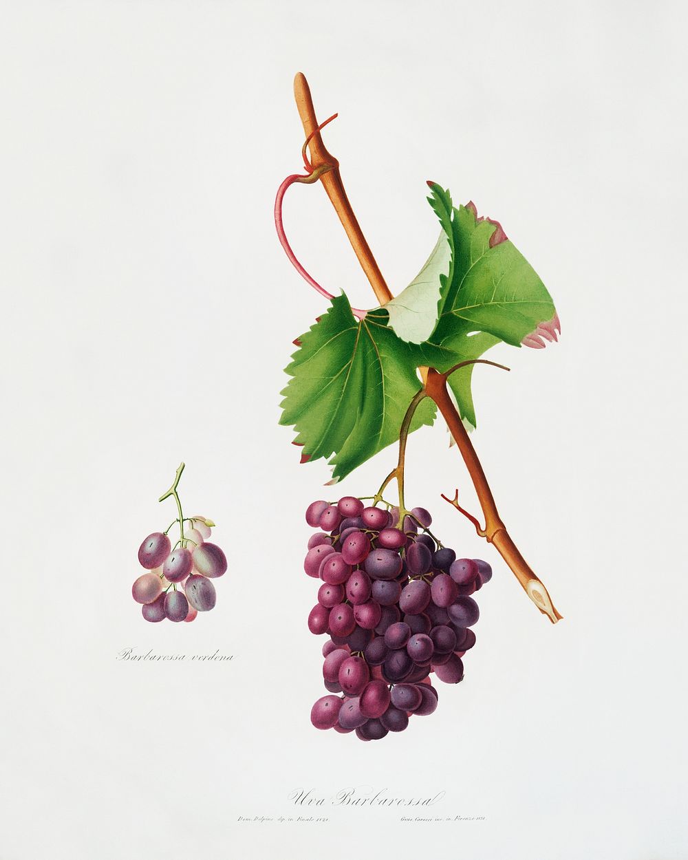 Grape Barbarossa (Vitis vinifera) from Pomona Italiana (1817 - 1839) by Giorgio Gallesio (1772-1839). Original from The New…