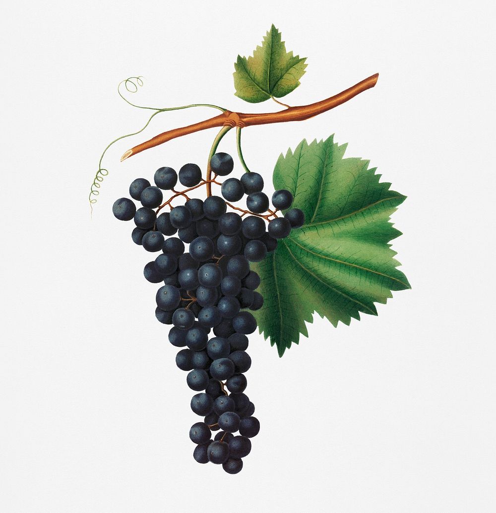 Berzemina grape (Vites veneto) from Pomona Italiana (1817 - 1839) by Giorgio Gallesio (1772-1839). Original from New York…
