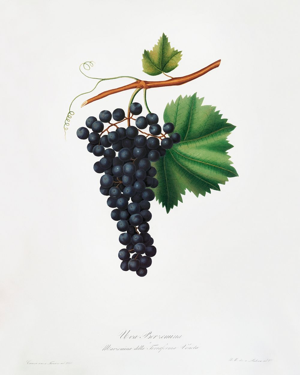 Berzemina grape (Vites veneto) from Pomona Italiana (1817 - 1839) by Giorgio Gallesio (1772-1839). Original from The New…