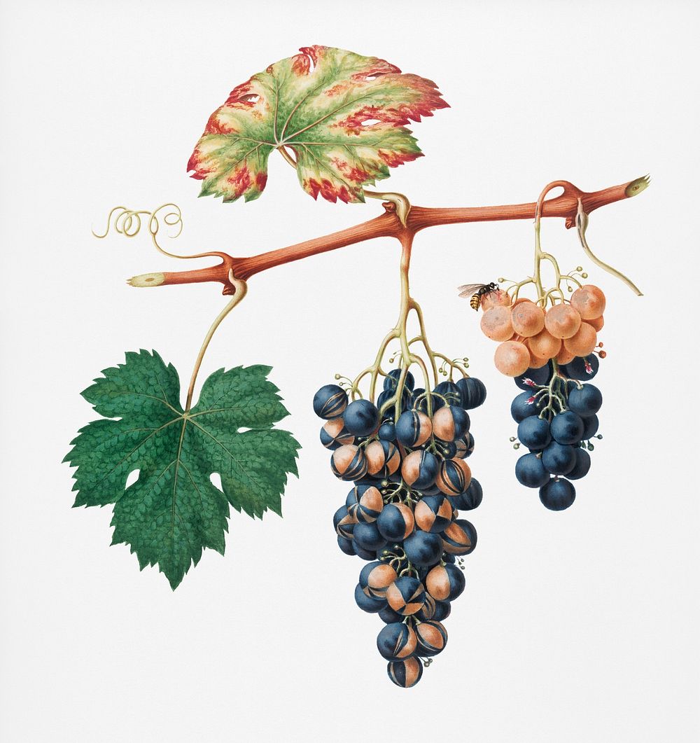 Summer grape (Vites vinifera bicolor) from Pomona Italiana (1817 - 1839) by Giorgio Gallesio (1772-1839). Original from New…