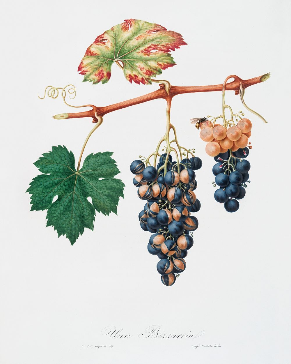 Summer grape (Vites vinifera bicolor) from Pomona Italiana (1817 - 1839) by Giorgio Gallesio (1772-1839). Original from The…