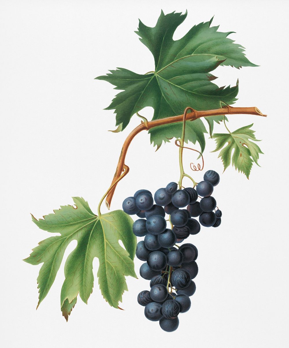 Brachetto grape (Vitis vinifera niceaensis) from Pomona Italiana (1817 - 1839) by Giorgio Gallesio (1772-1839). Original…