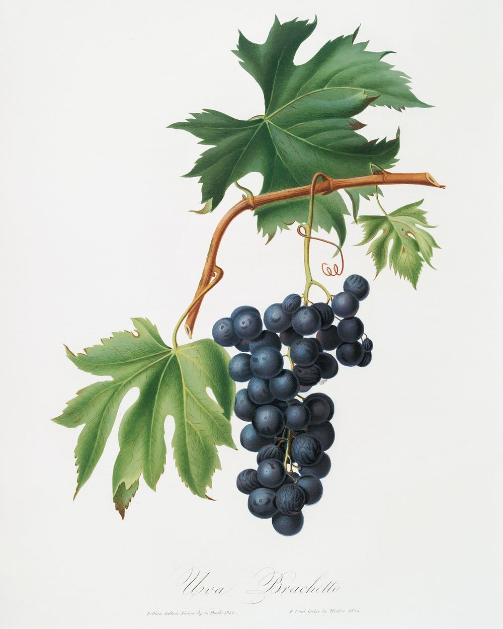 Brachetto grape (Vitis vinifera niceaensis) from Pomona Italiana (1817 - 1839) by Giorgio Gallesio (1772-1839). Original…