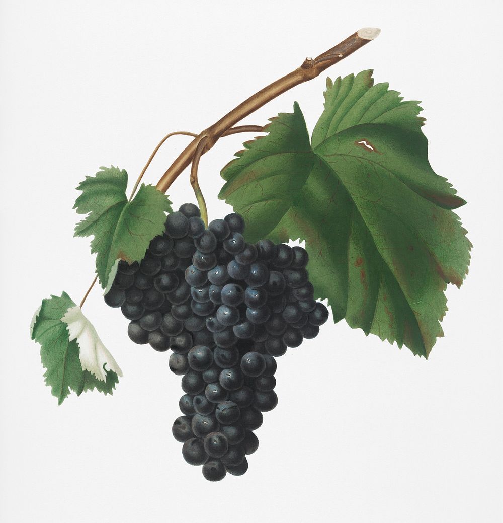 Black Canaiolo (Vitis vinifera etrusca) from Pomona Italiana (1817 - 1839) by Giorgio Gallesio (1772-1839). Original from…