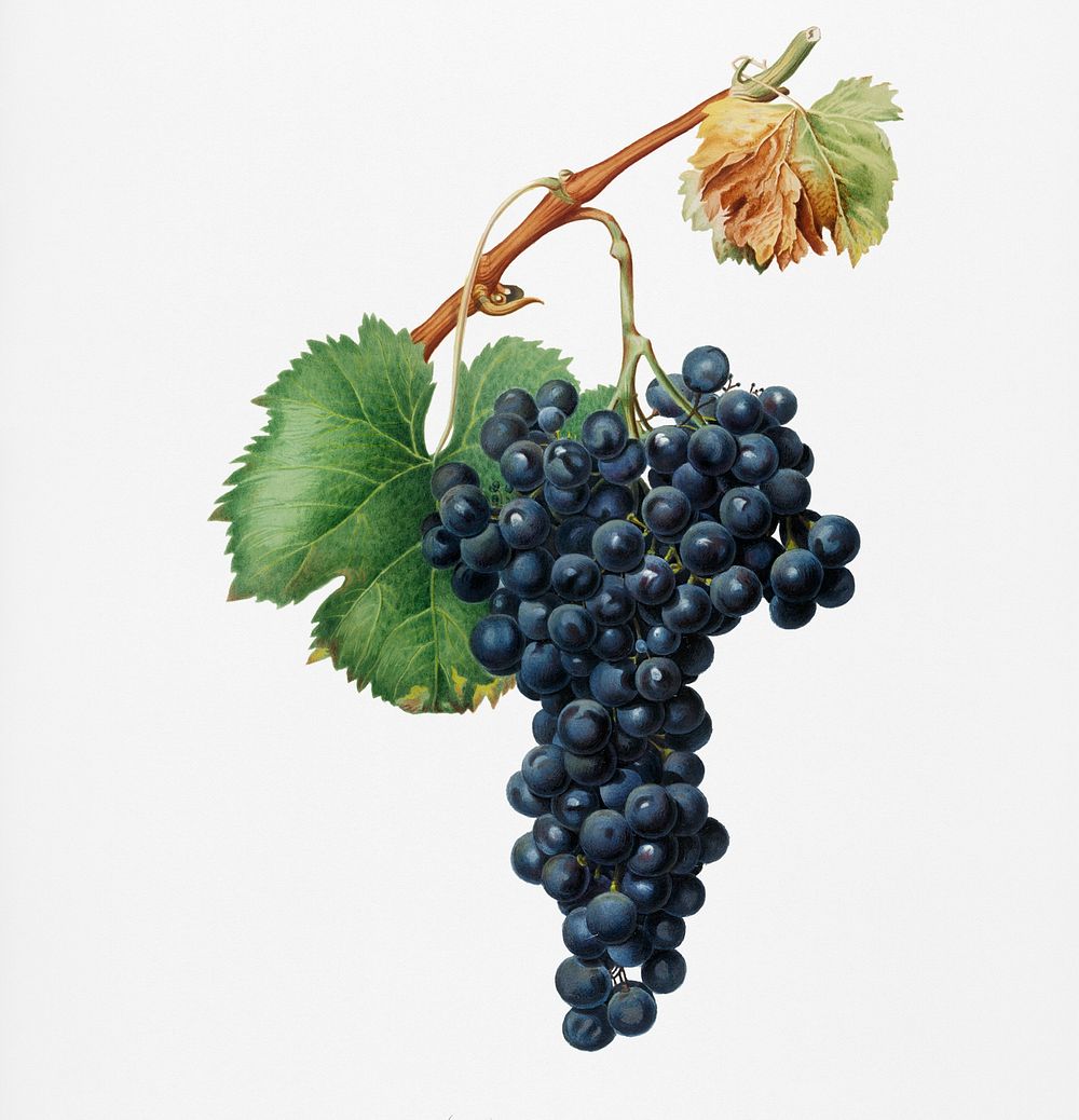 Grape Spanna (Vitis vinifera Pedemontana) from Pomona Italiana (1817 - 1839) by Giorgio Gallesio (1772-1839). Original from…